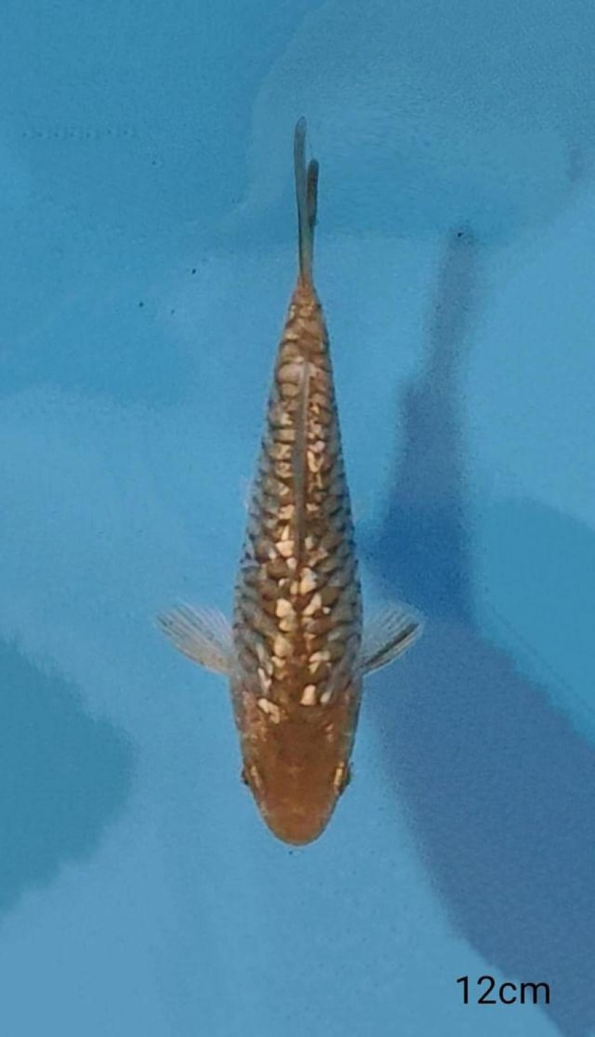 Juara 5