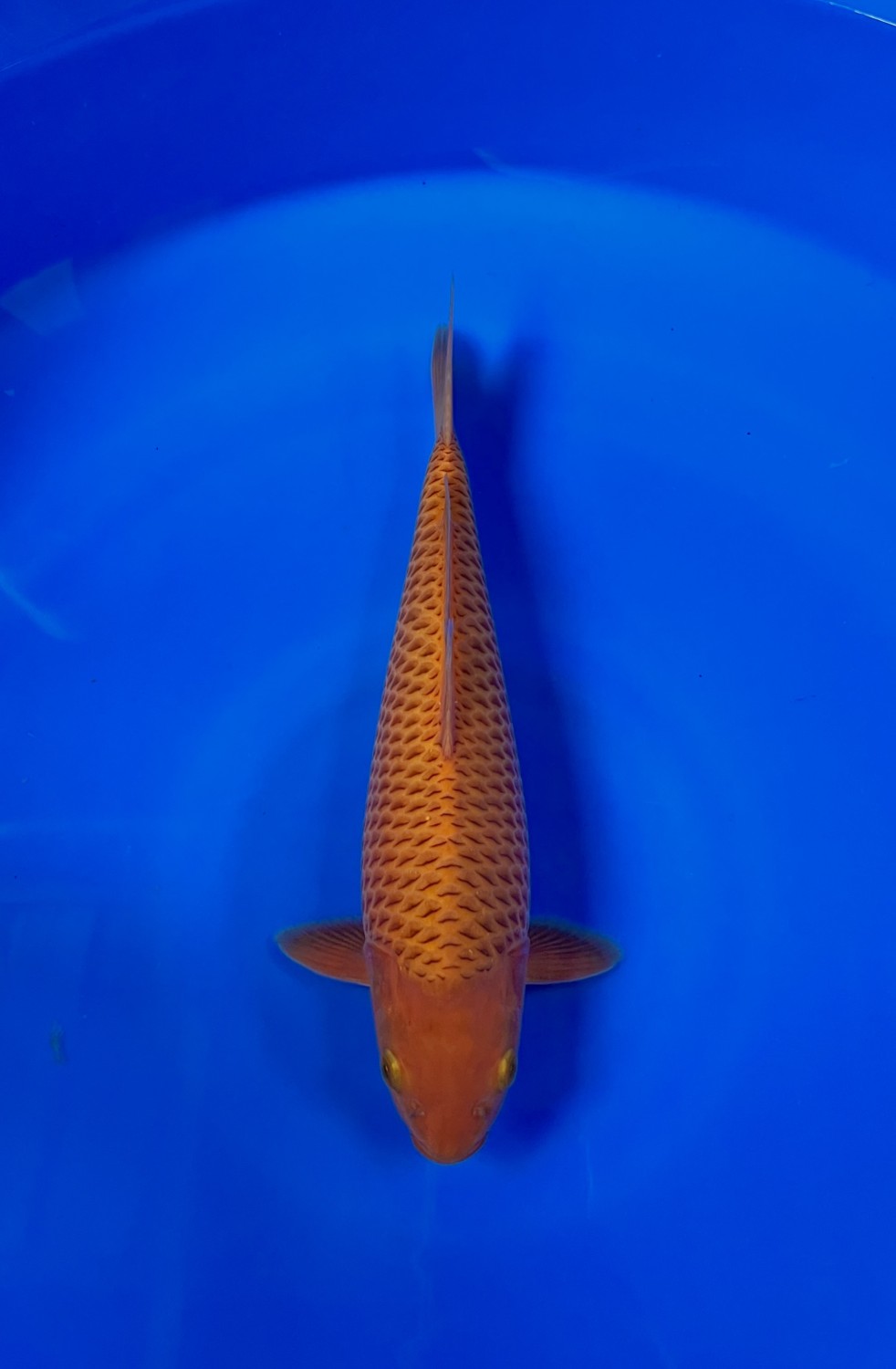 E. Kamboja Prize, 31 - 35 cm