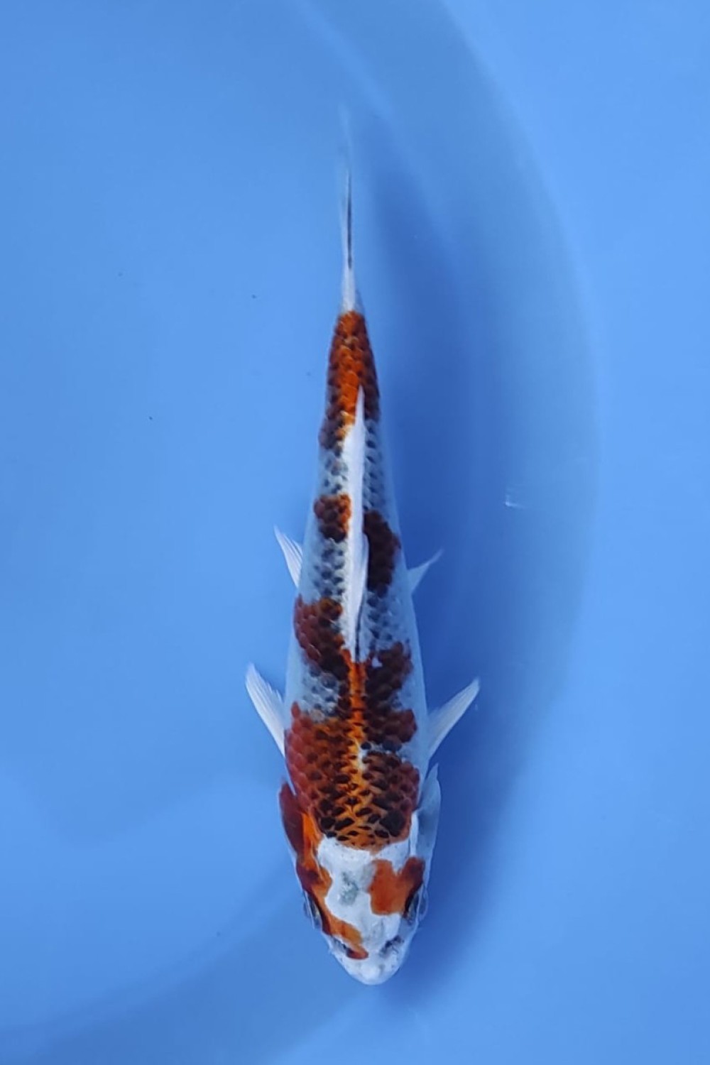Juara 2