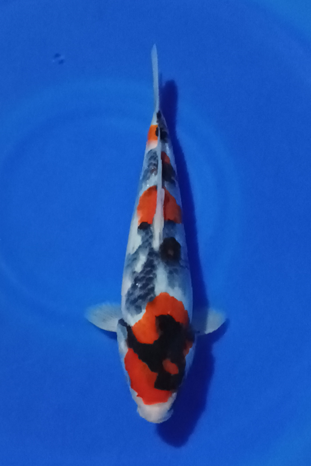 G. Tategoi Prize, 26 - 30 cm