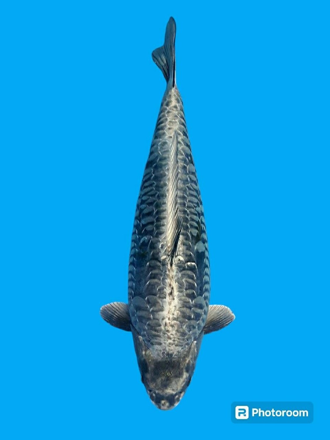 Juara 5