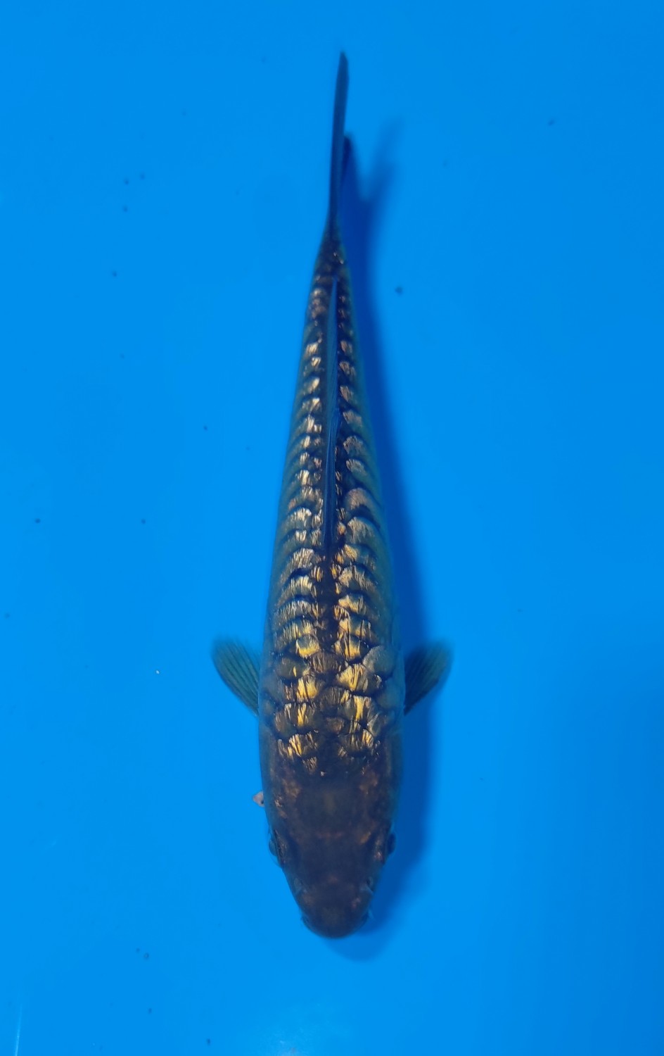 Juara 2