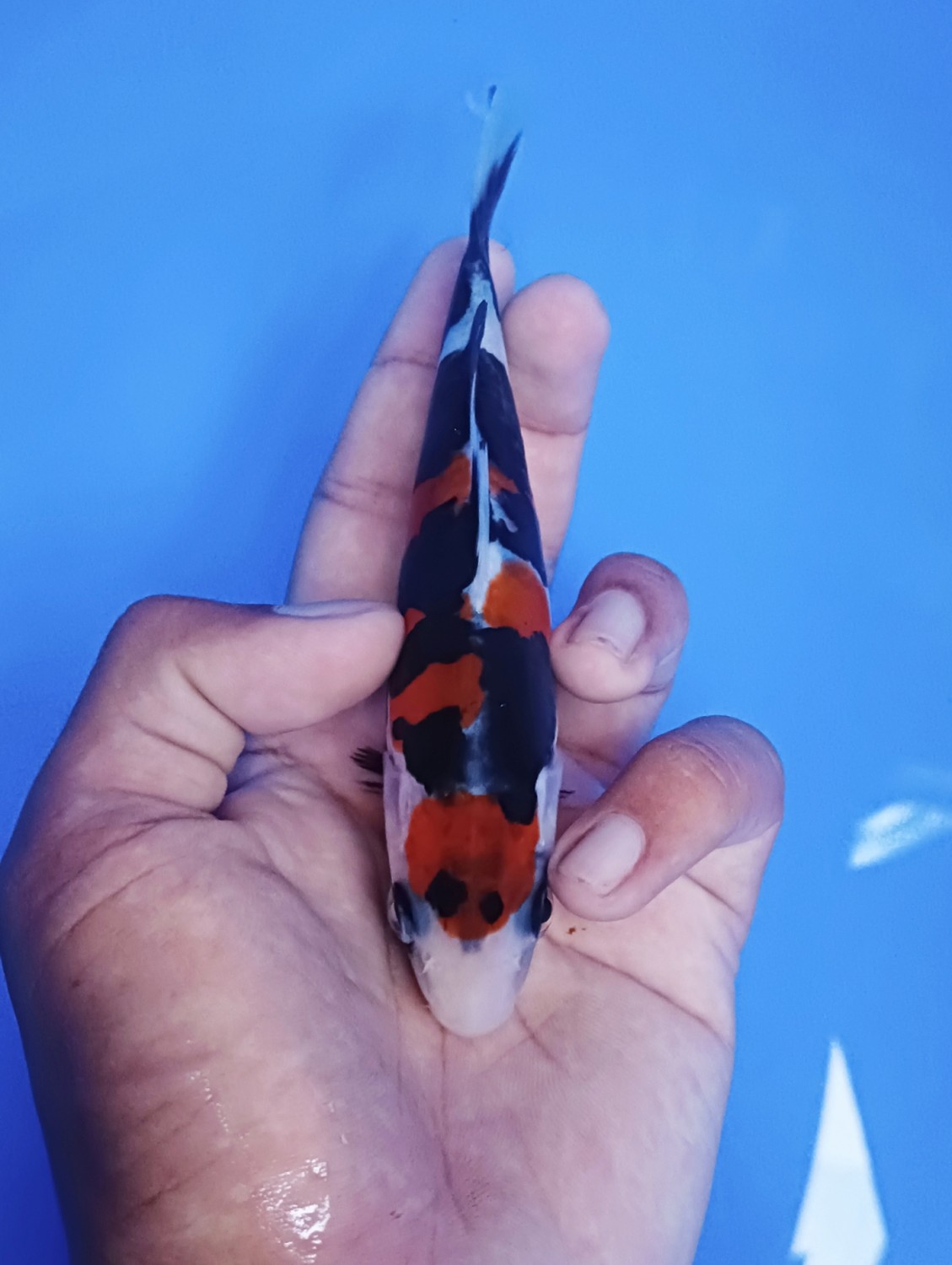 Juara 2