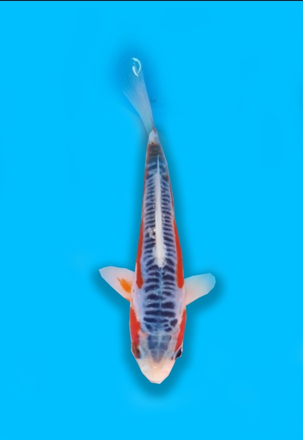 Juara 1