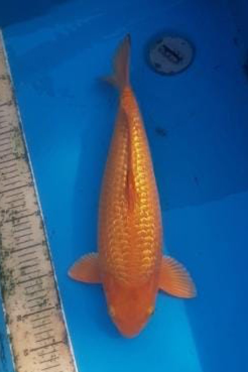 E. Kamboja Prize, 56 - 60 cm