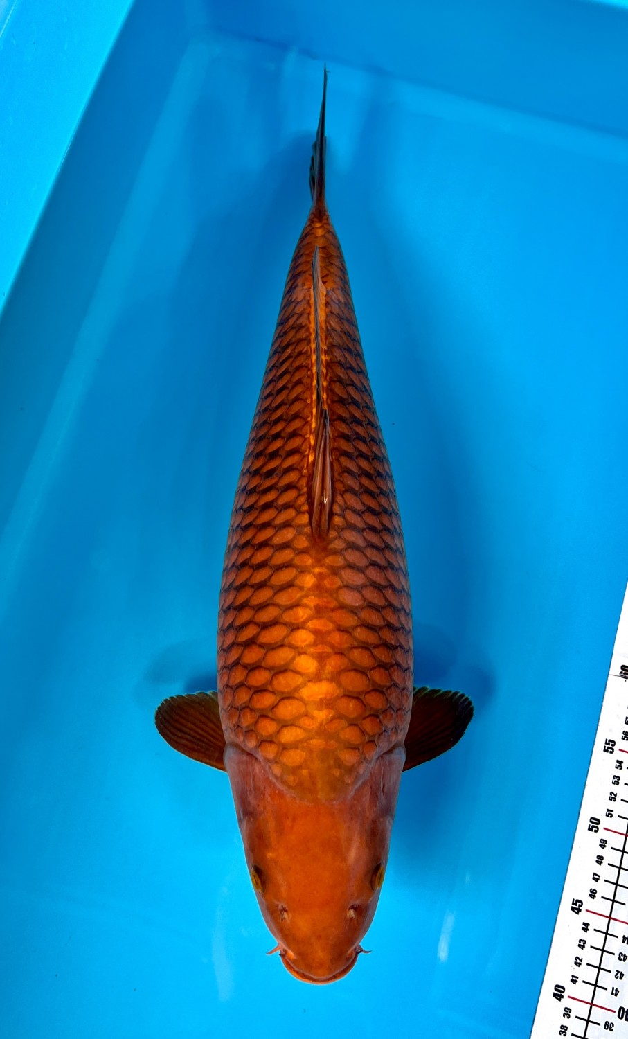 E. Kamboja Adult Champion