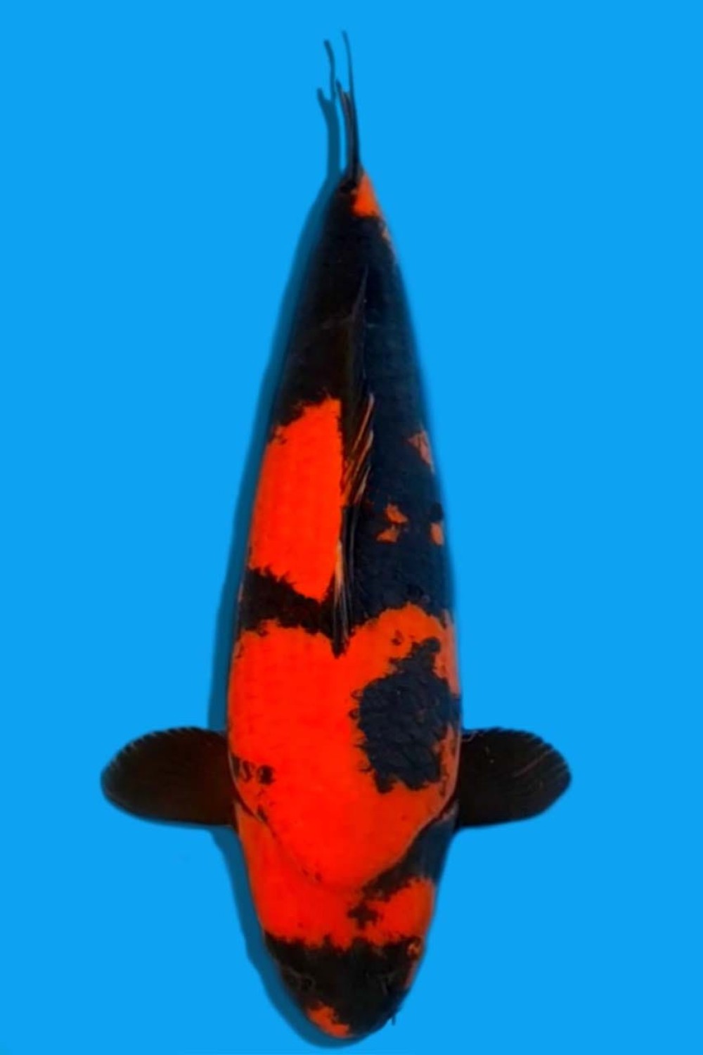 Juara 3
