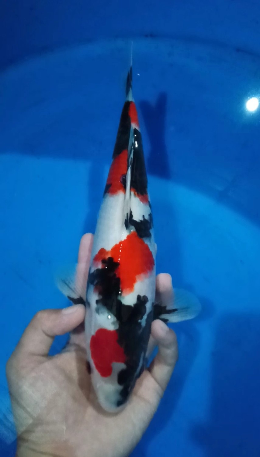 Juara 3