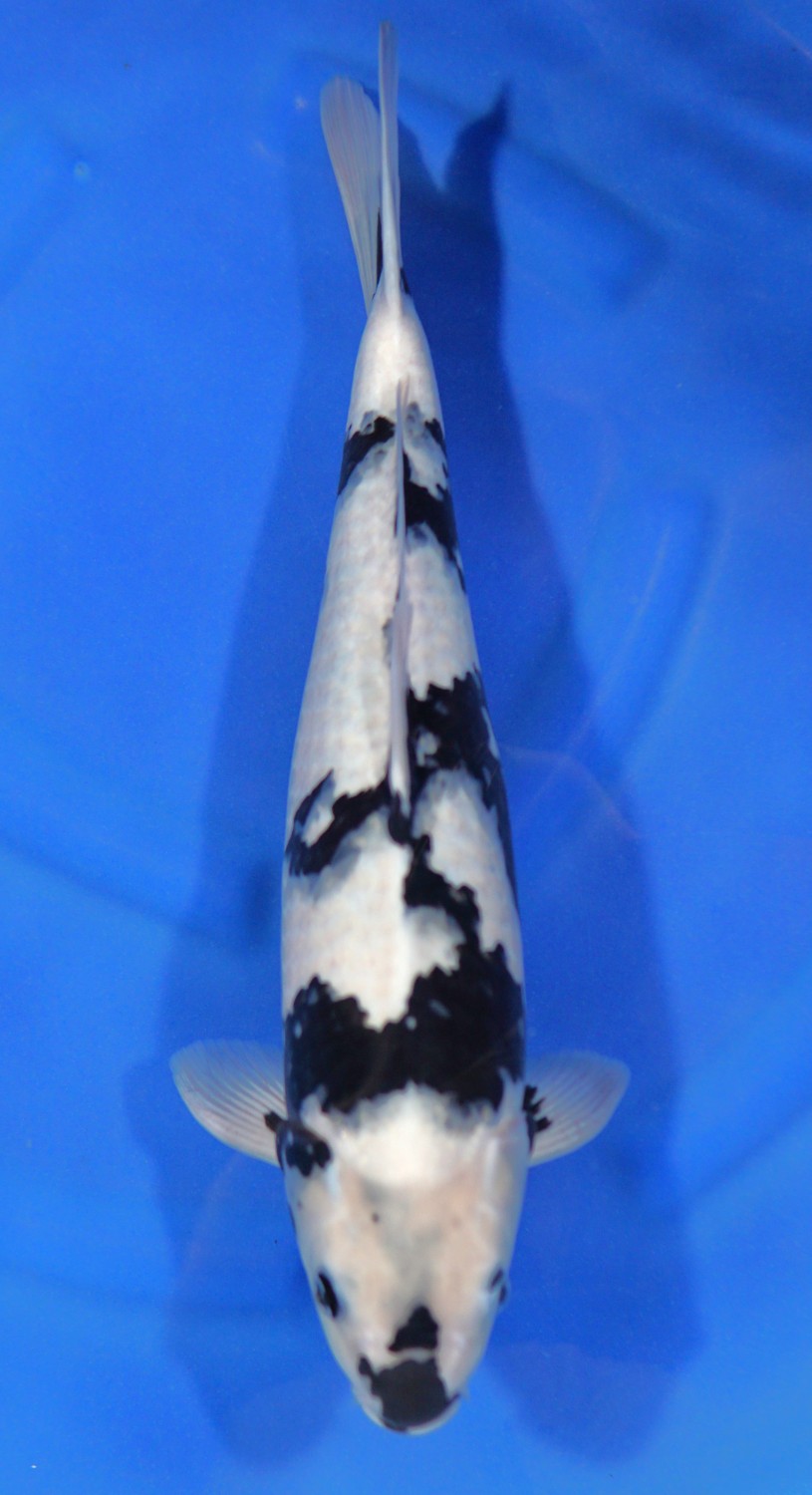 Juara 3