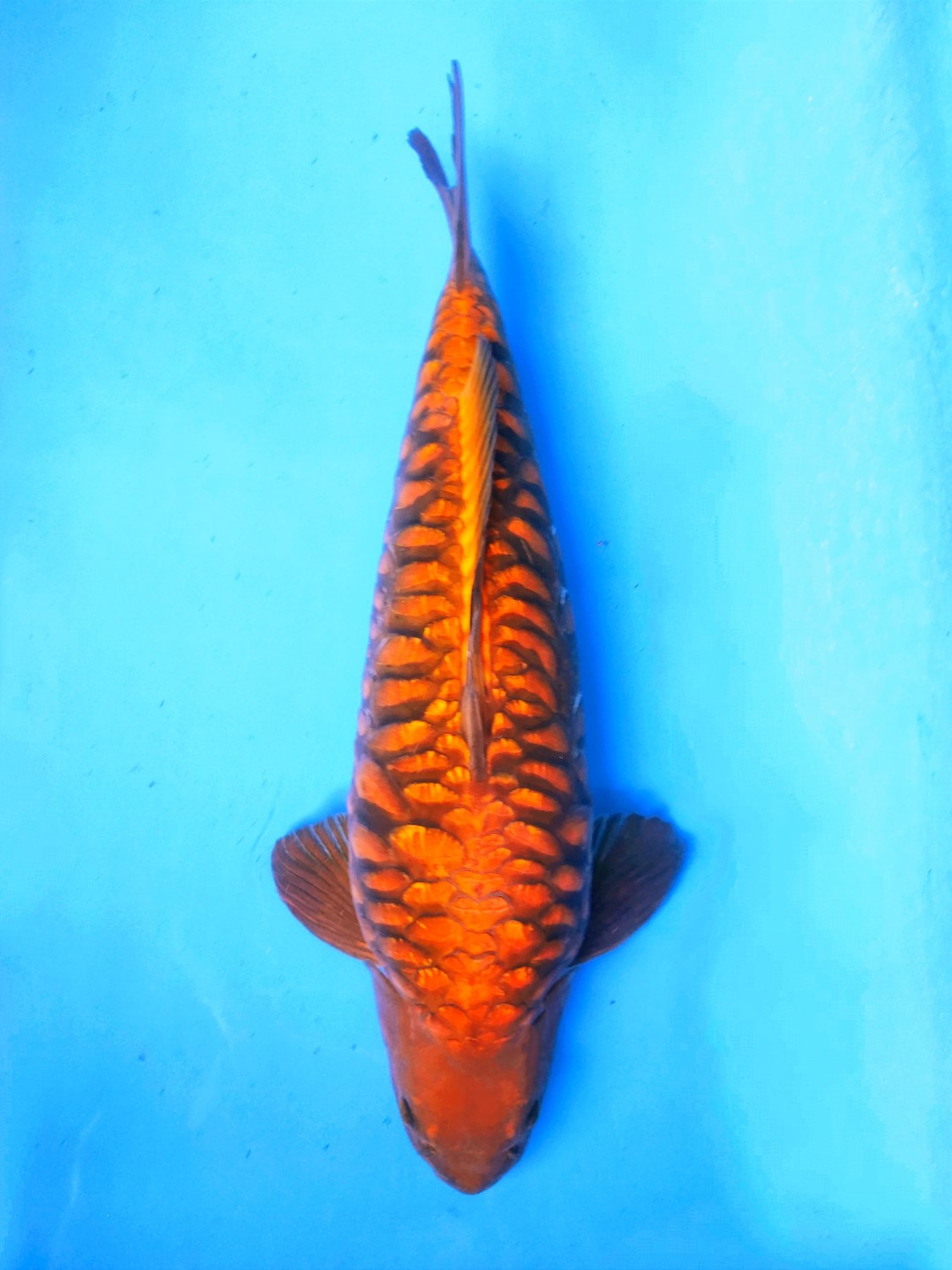 F. Aragoke Prize, 46 - 50 cm