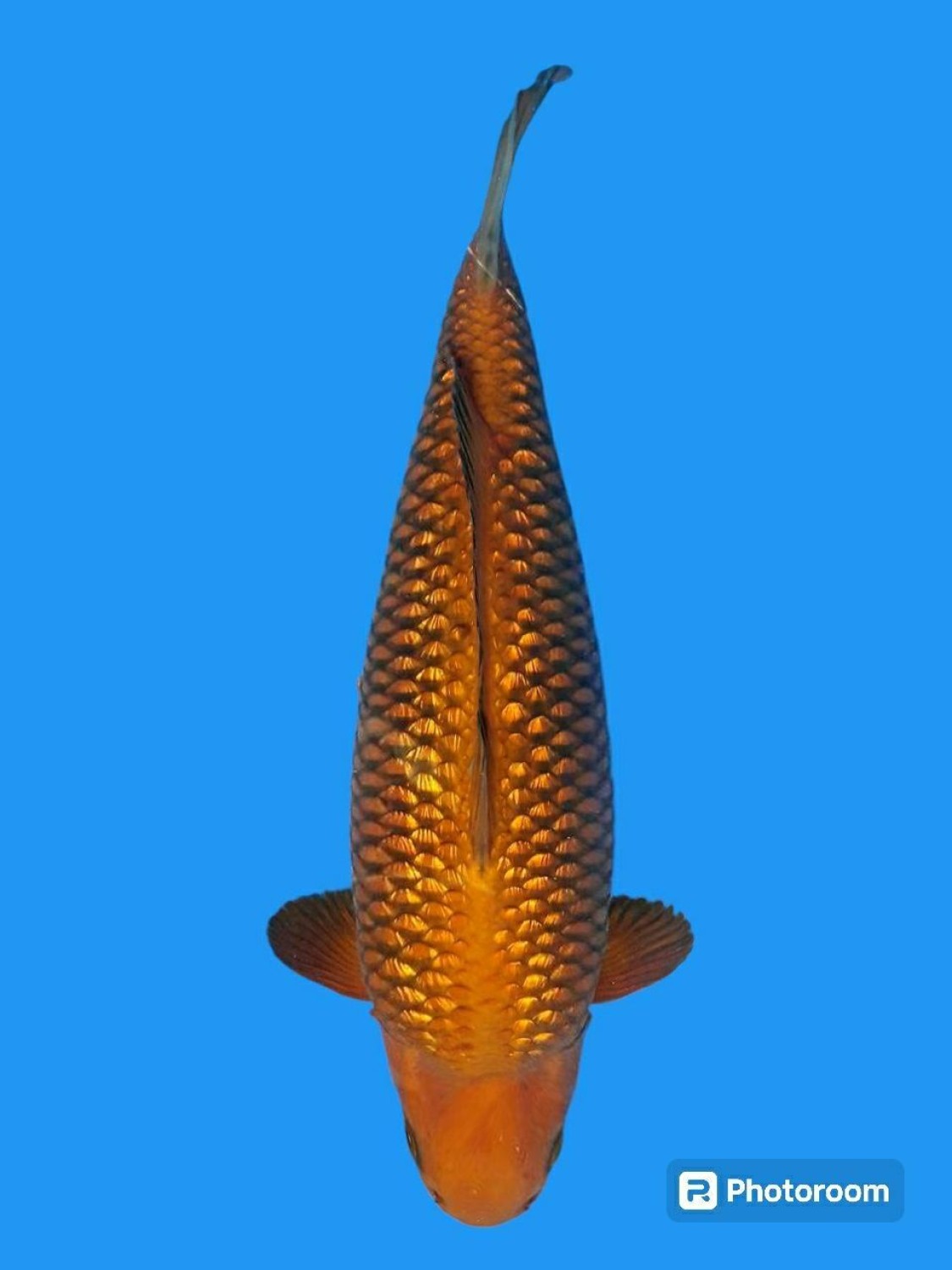 Juara 2