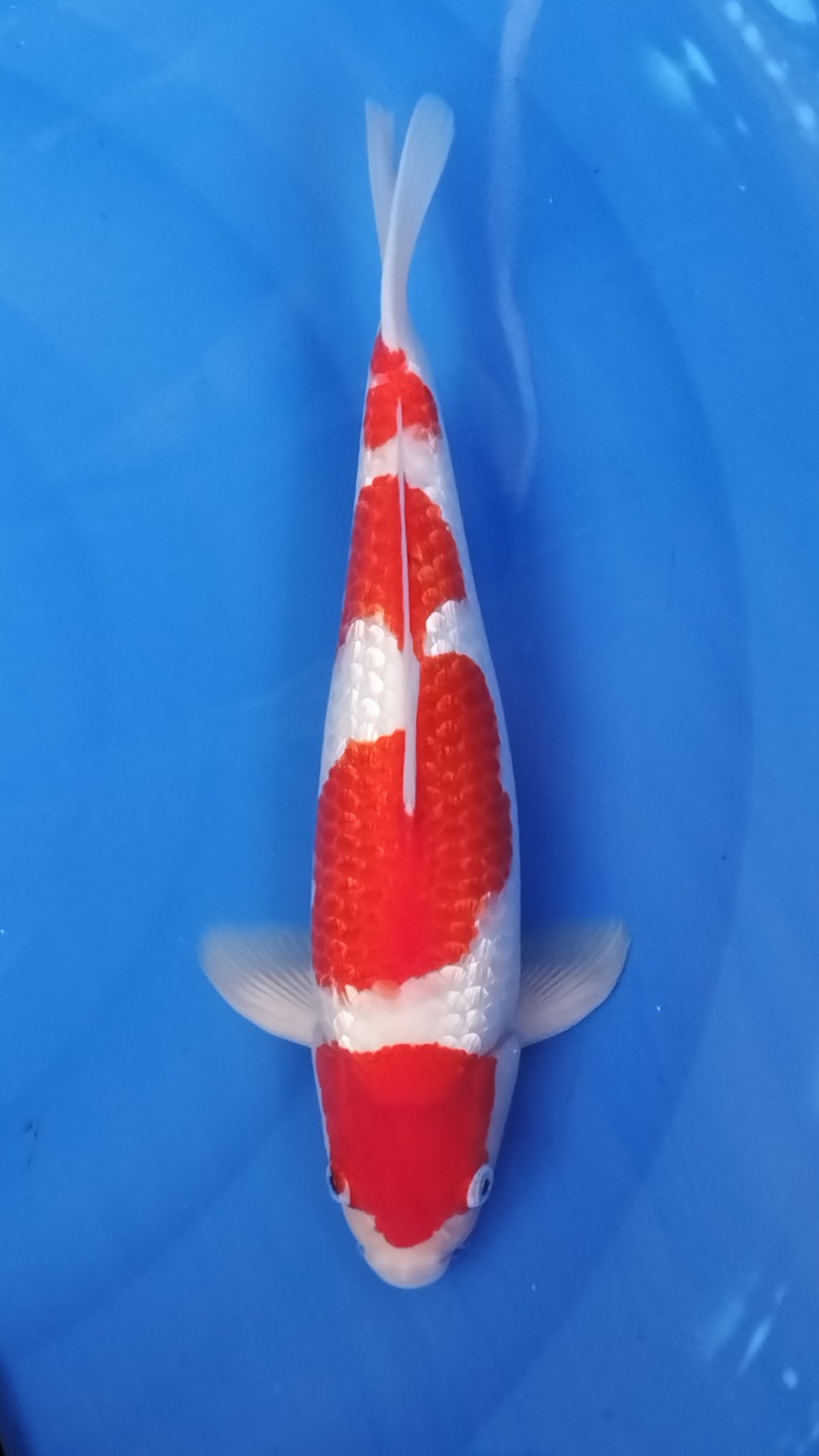 Juara 4