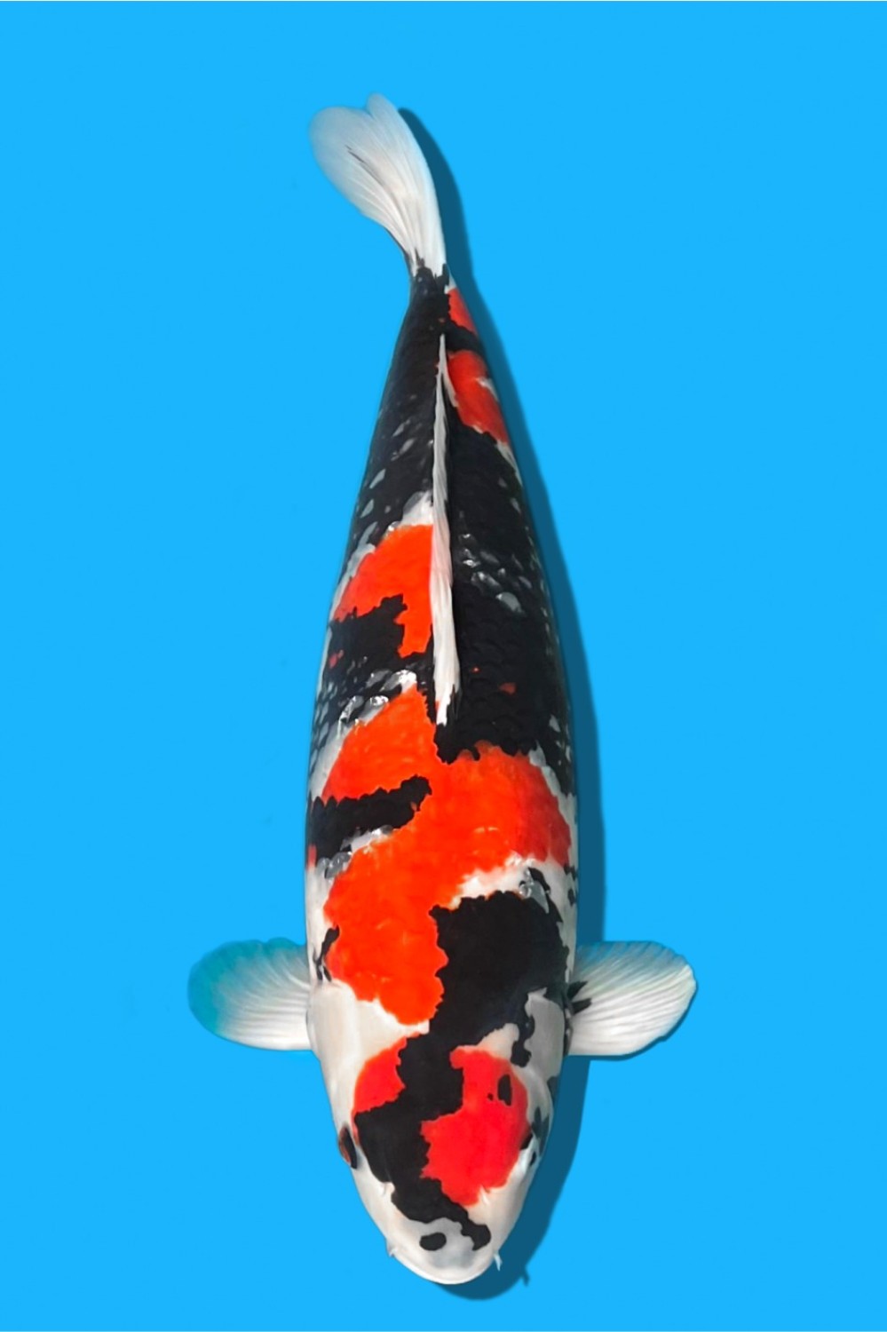 Juara 1