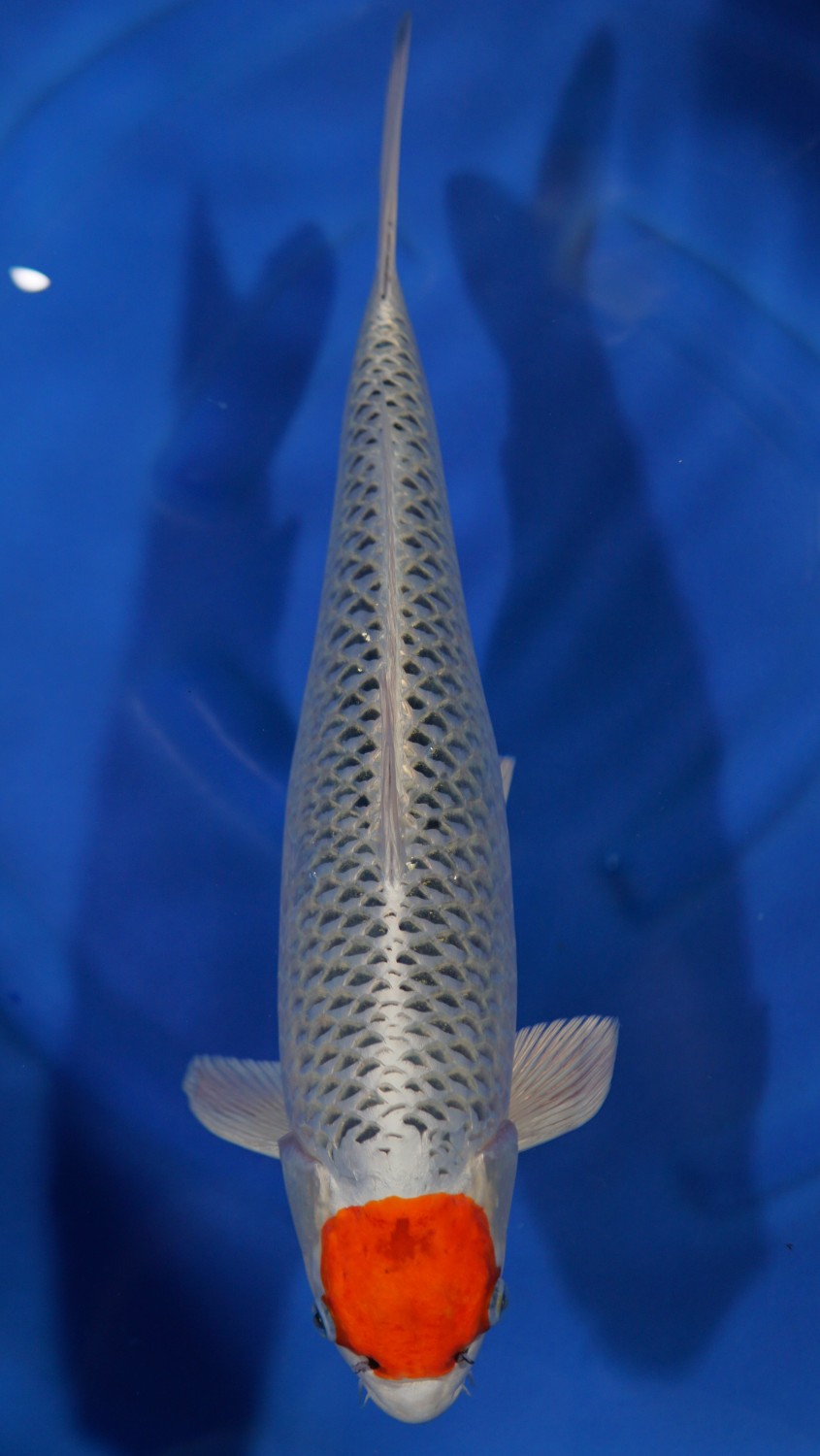 Juara 2
