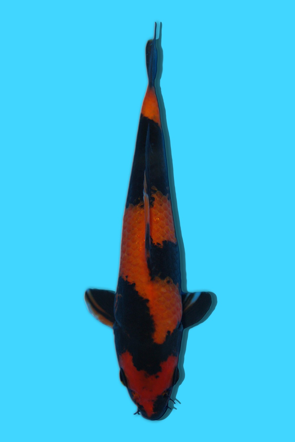 Juara 2