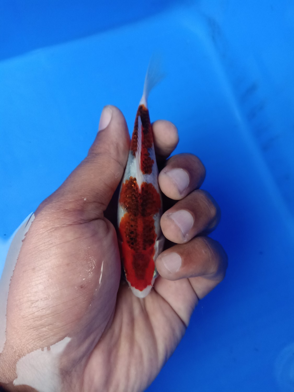 Juara 2