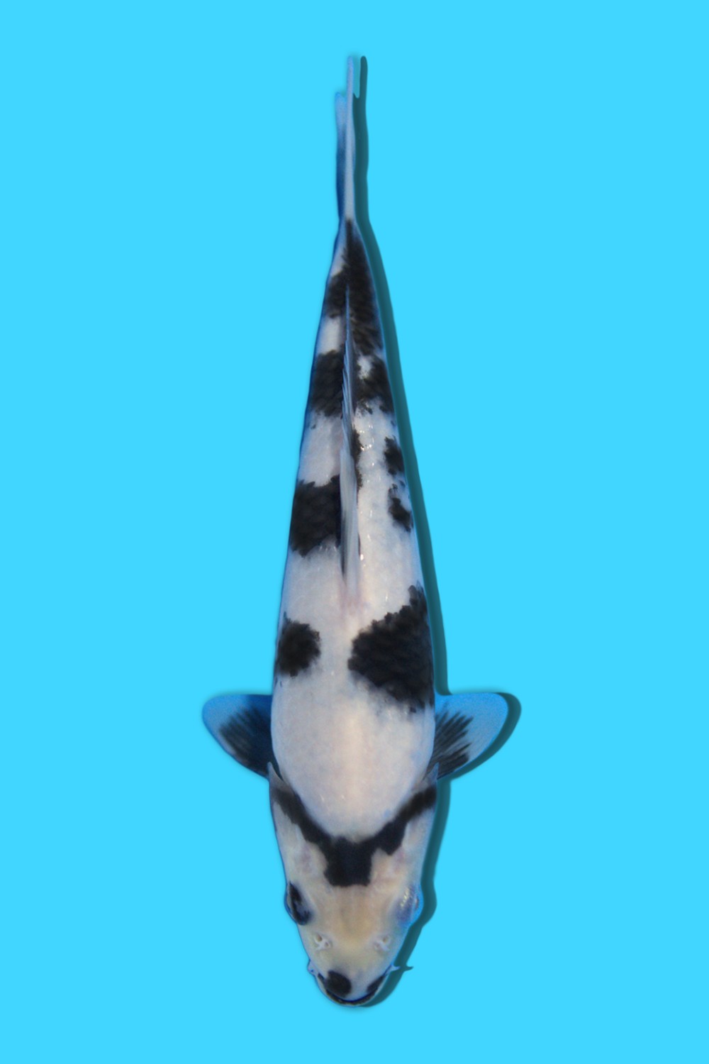 B. Melati Prize, 26 - 30 cm