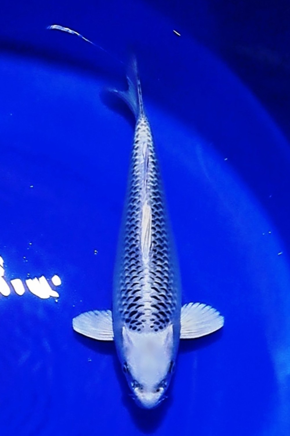 Juara 5