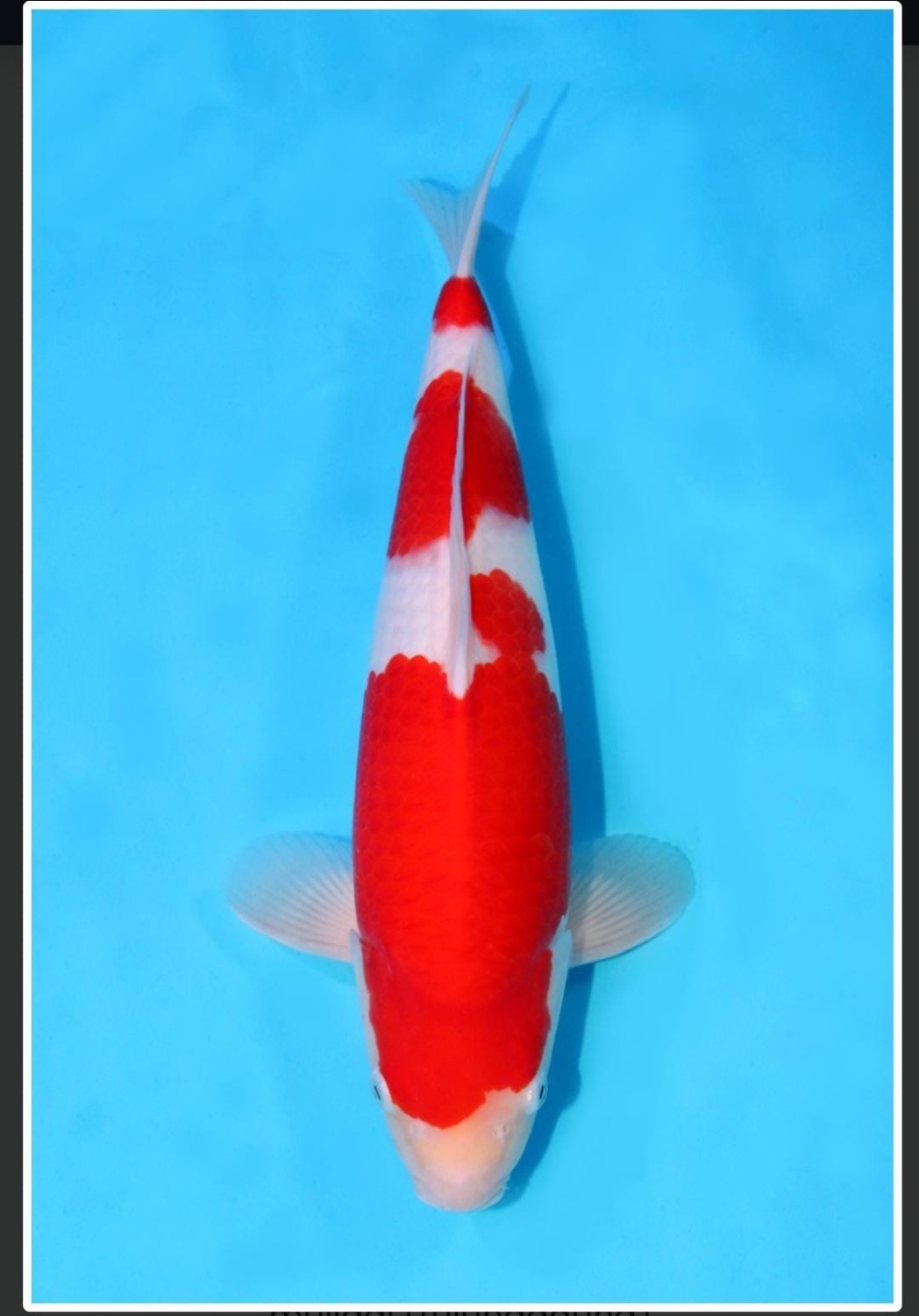 Juara 4