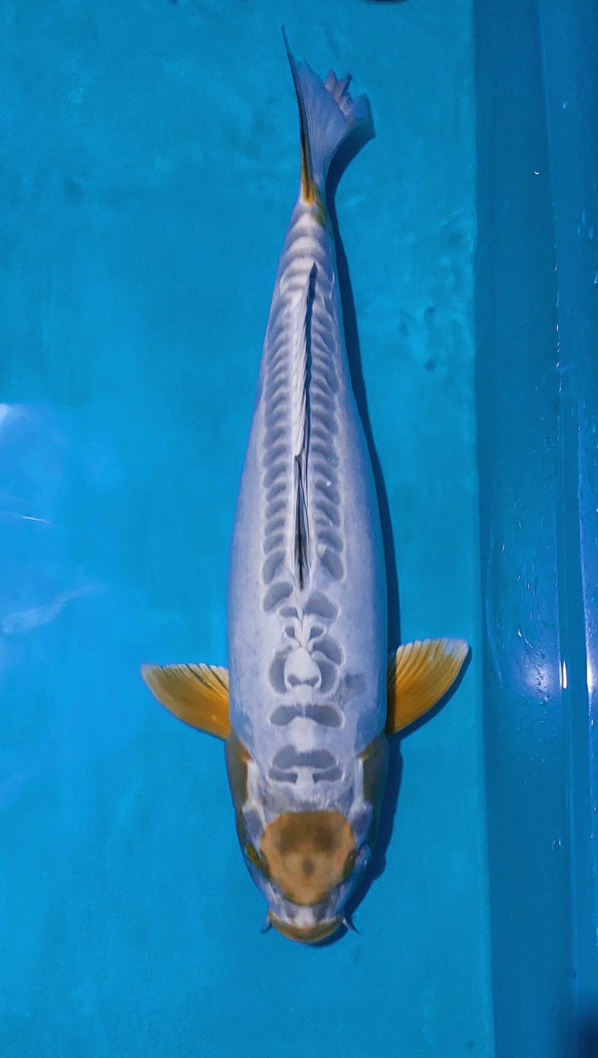 F. Aragoke Prize, 56 - 60 cm