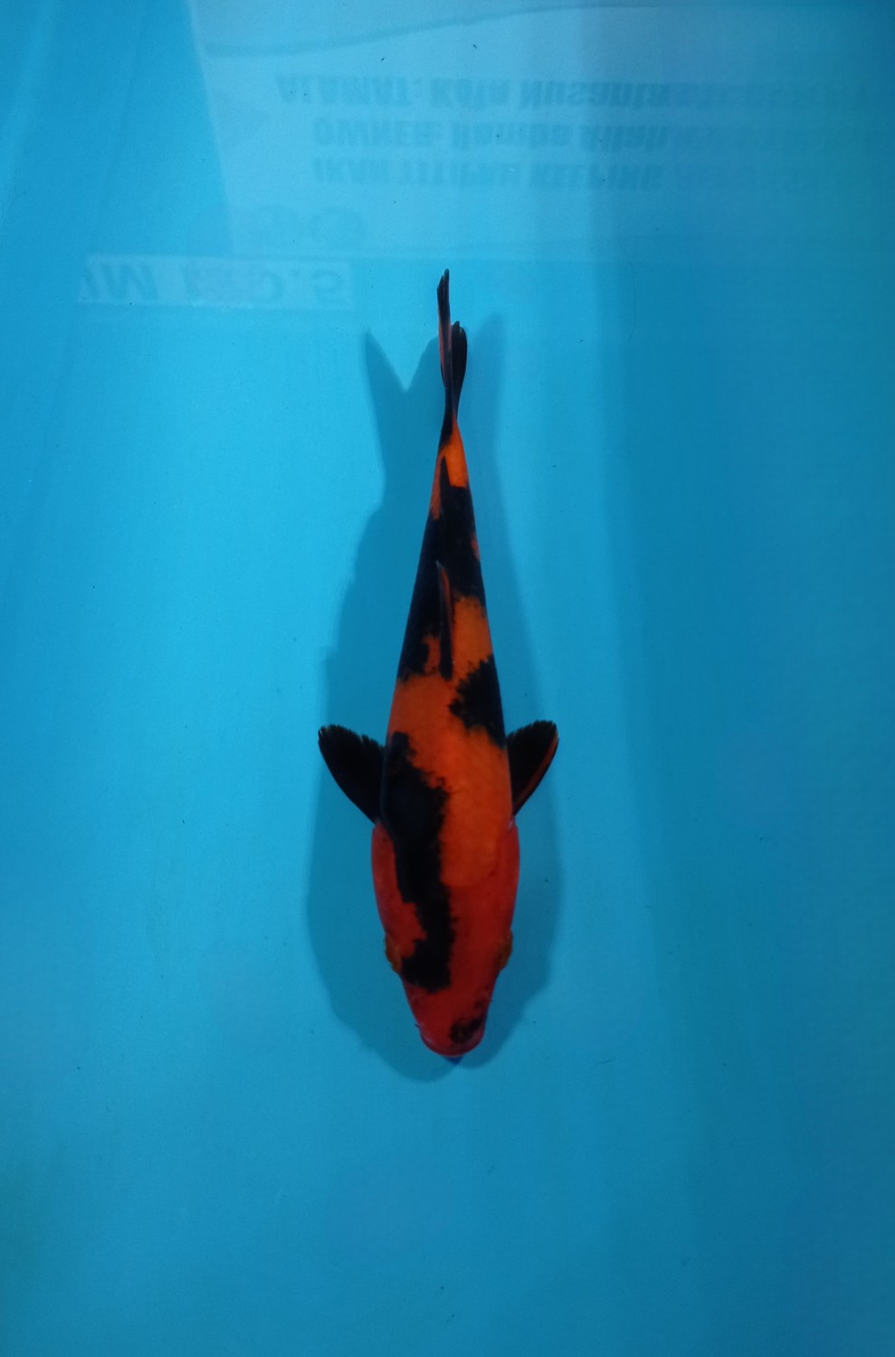 D. Cempaka Prize, 16 - 20 cm