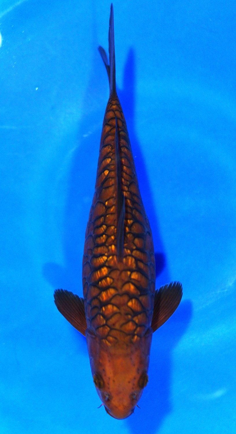 Juara 2