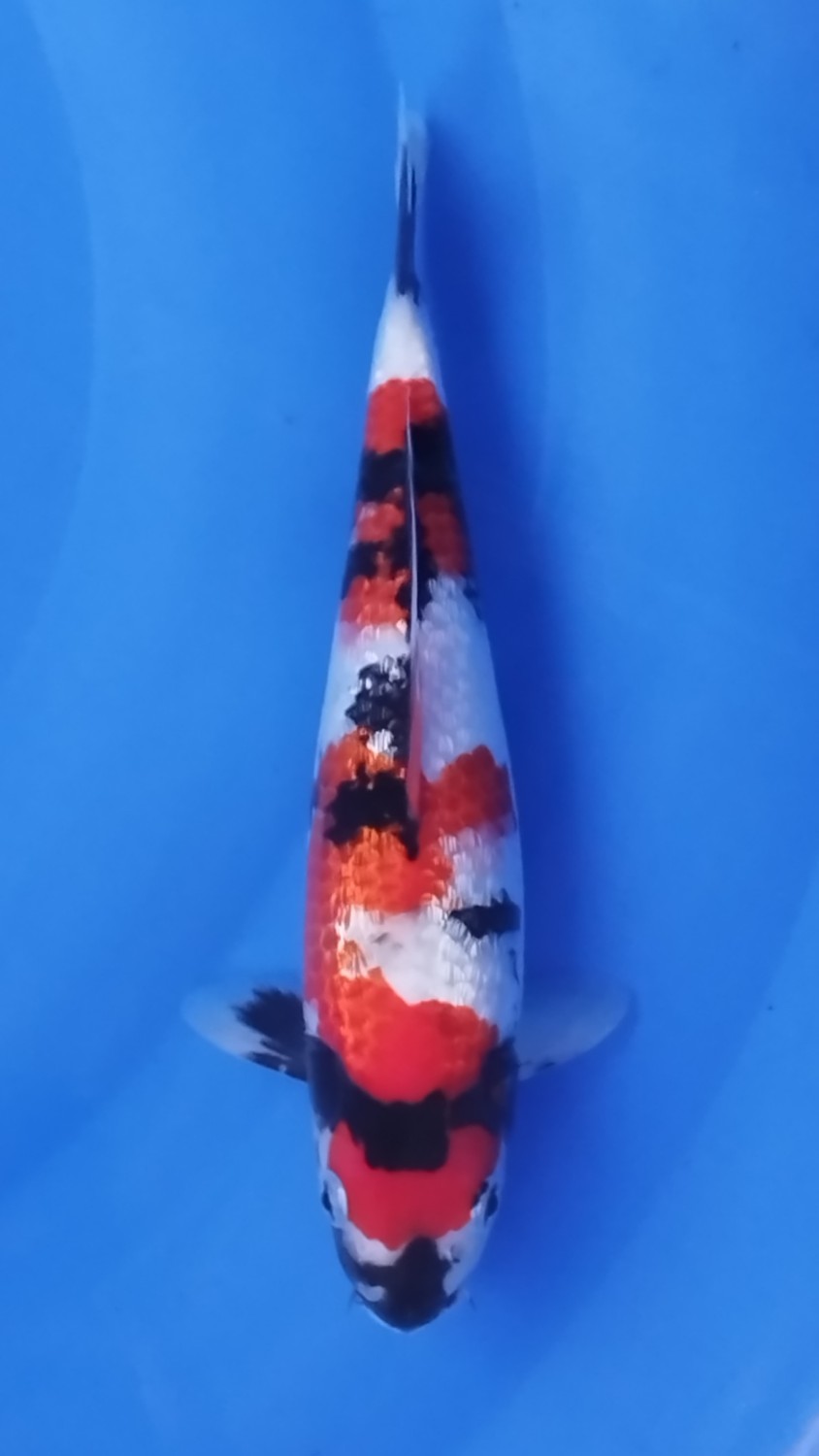 Juara 4