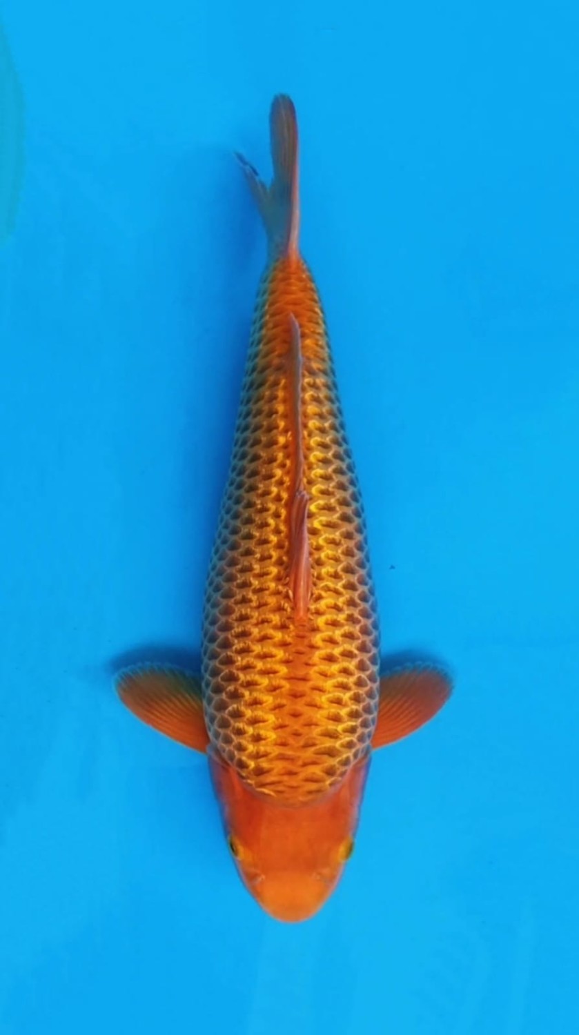 Juara 2