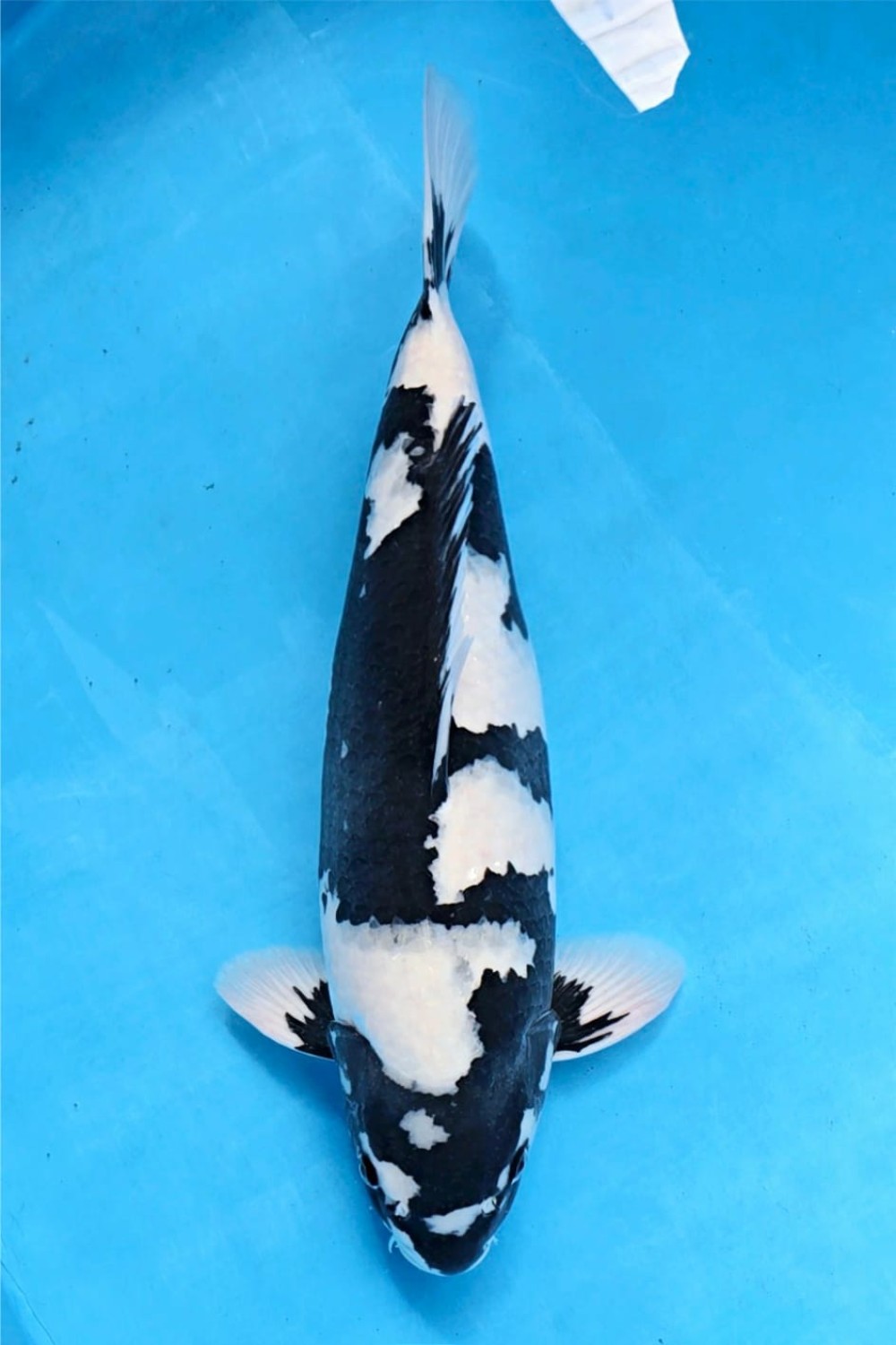 Juara 2