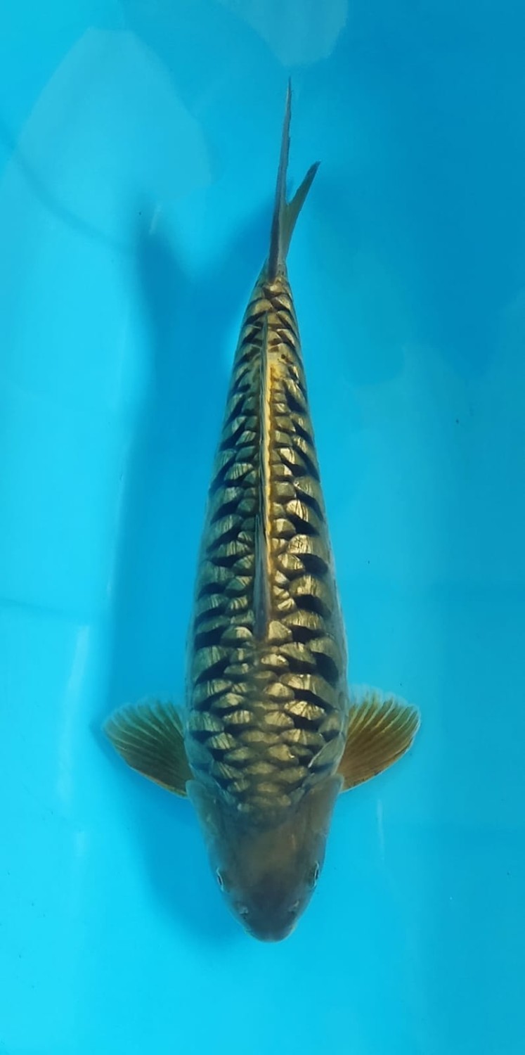 F. Aragoke Young Champion