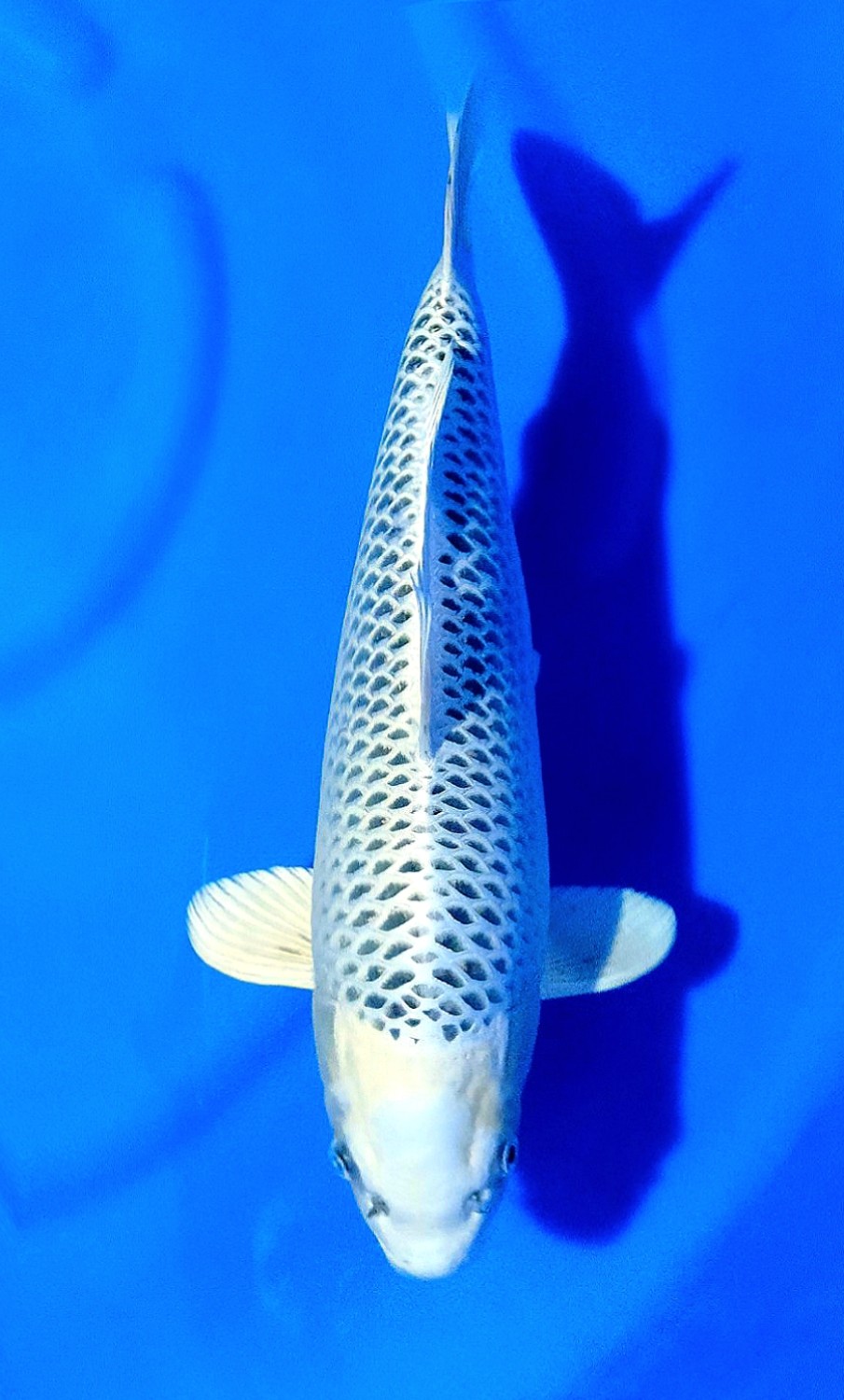 Juara 1