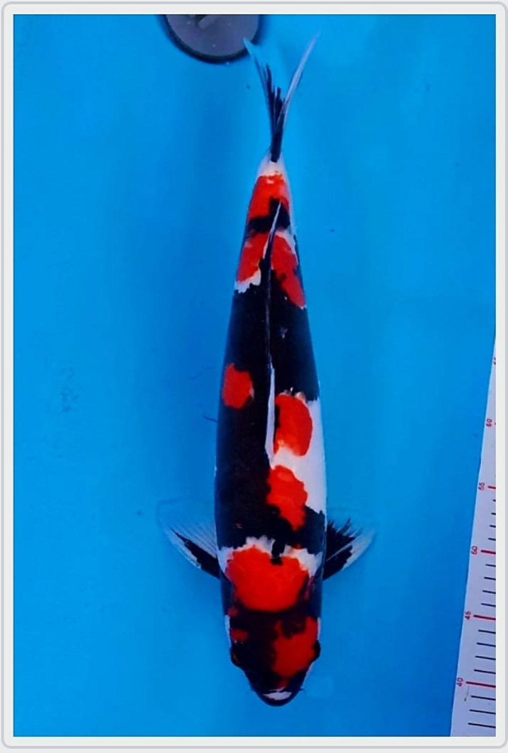 Juara 1