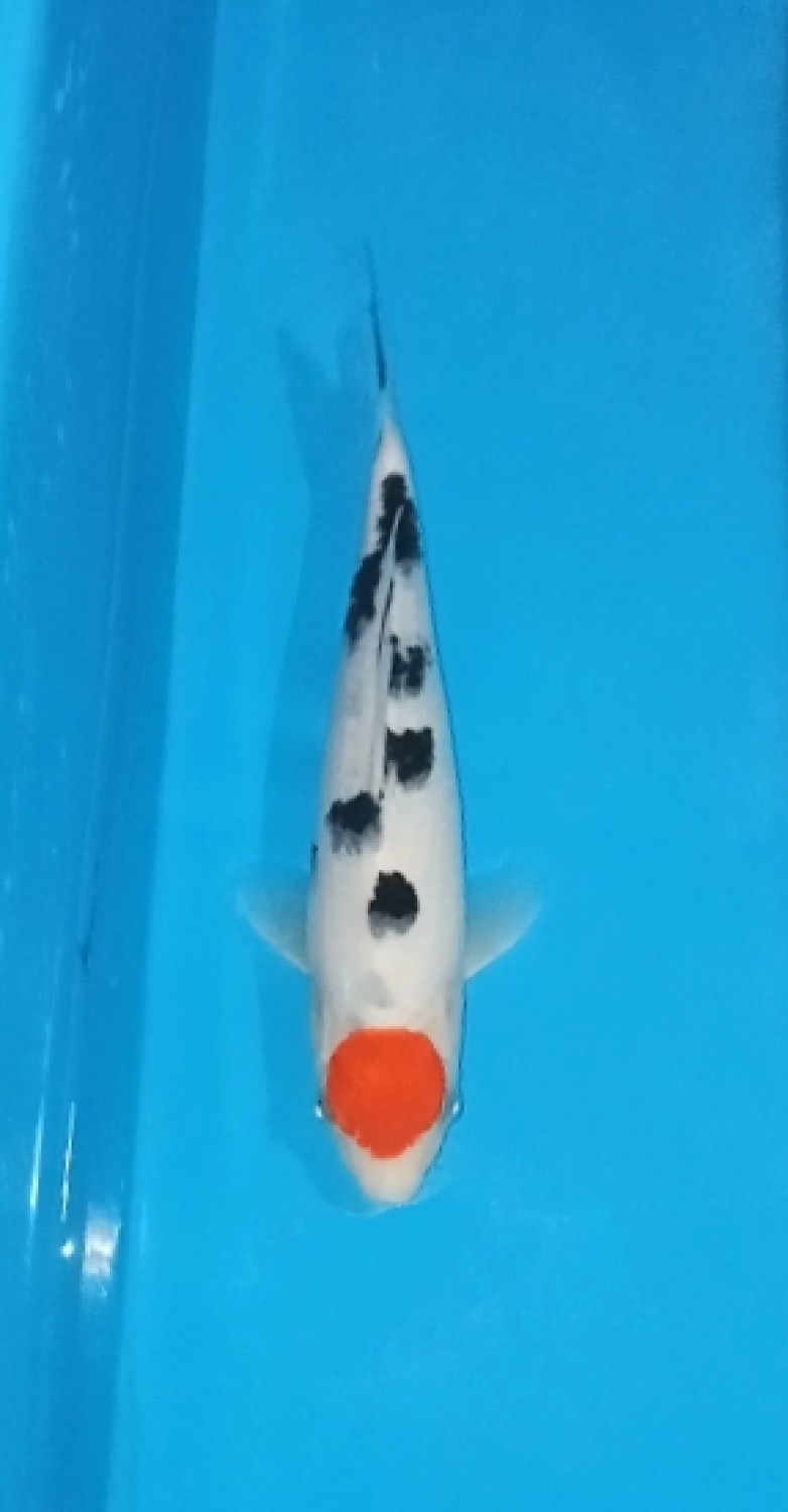 Juara 1