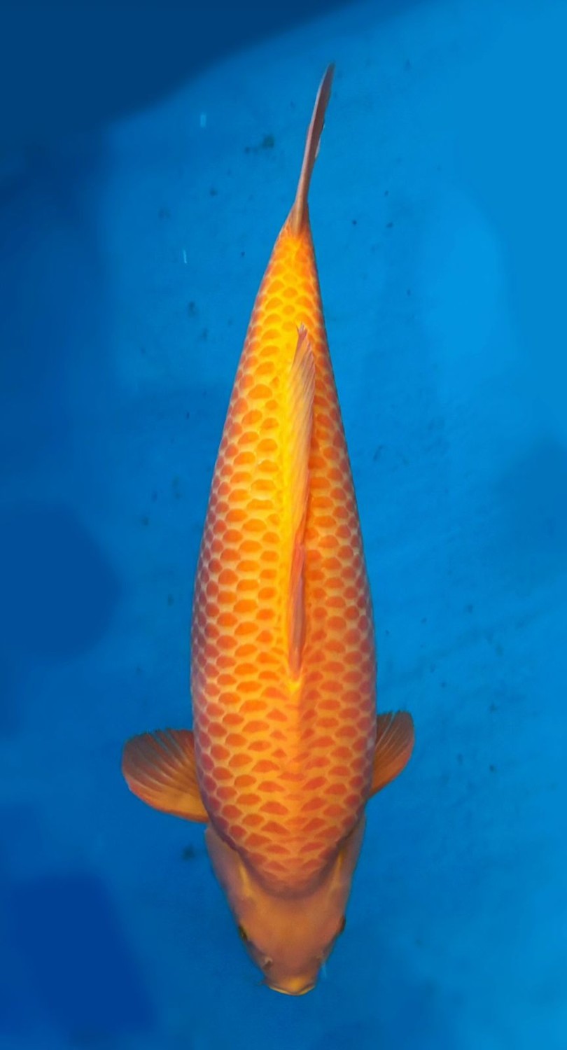 E. Kamboja Prize, 51 - 55 cm