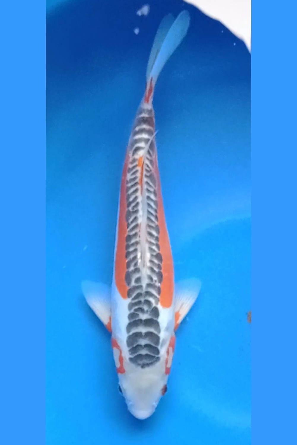 Juara 1