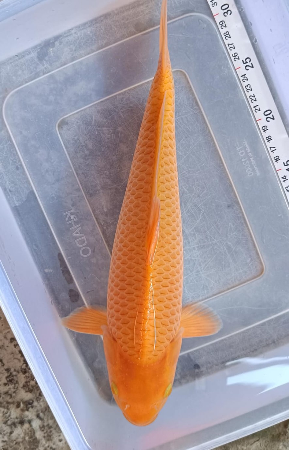 E. Kamboja Prize, 26 - 30 cm