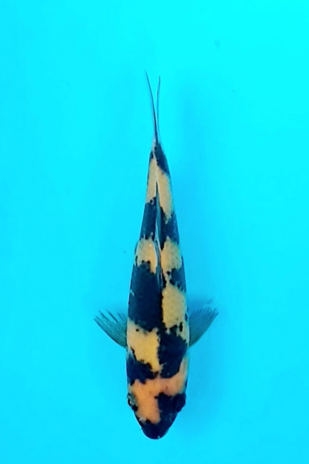 Juara 1