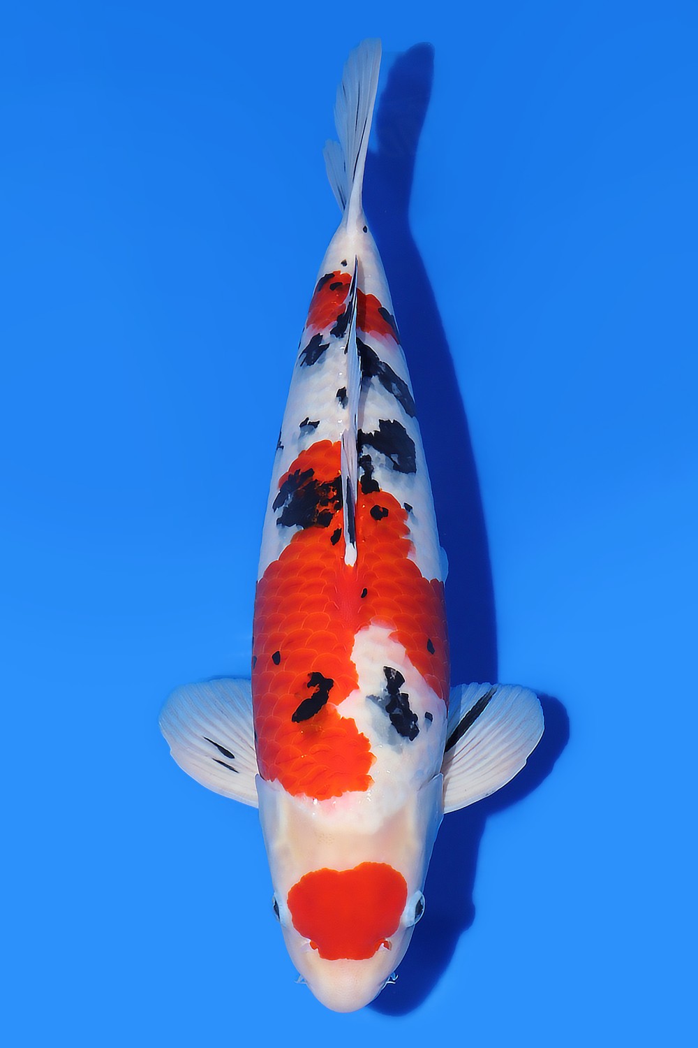 Juara 1