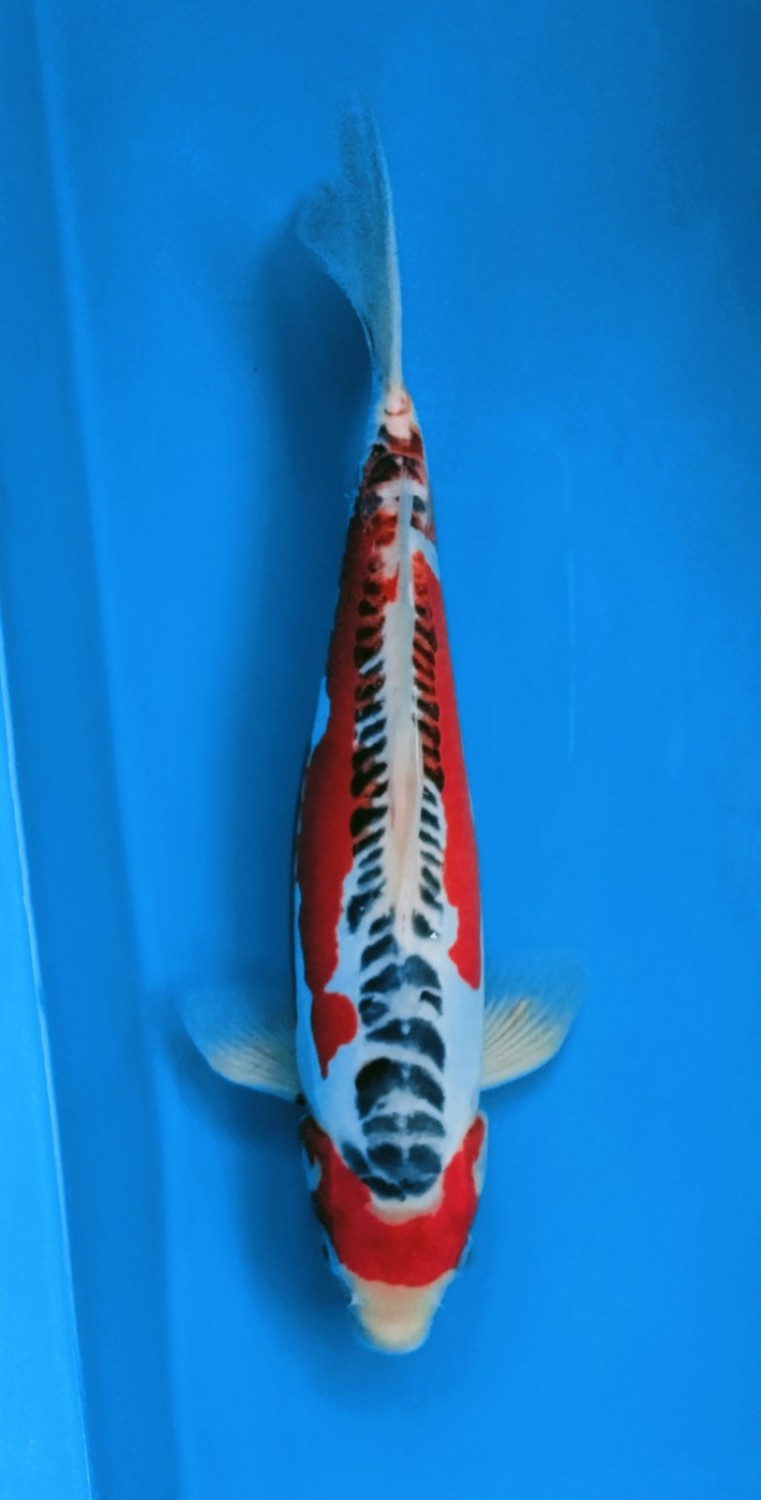Juara 2