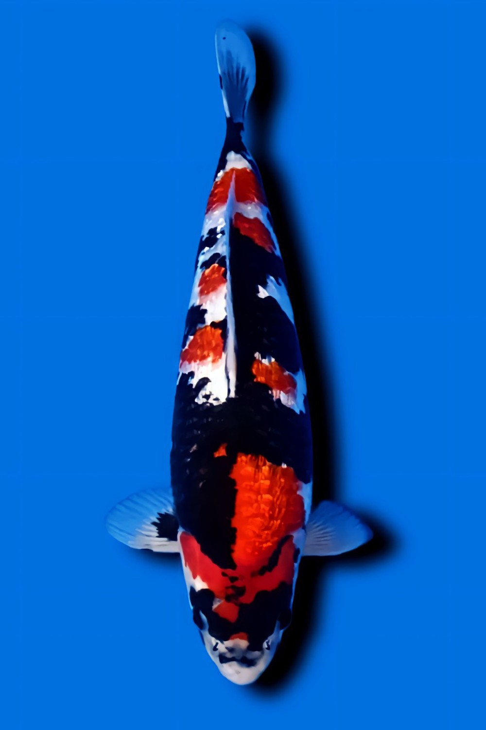 B. Melati Prize, 41 - 45 cm