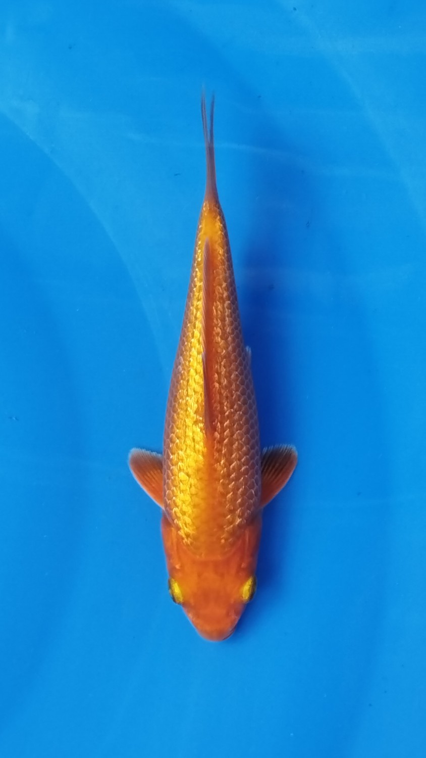 E. Kamboja Mini Champion