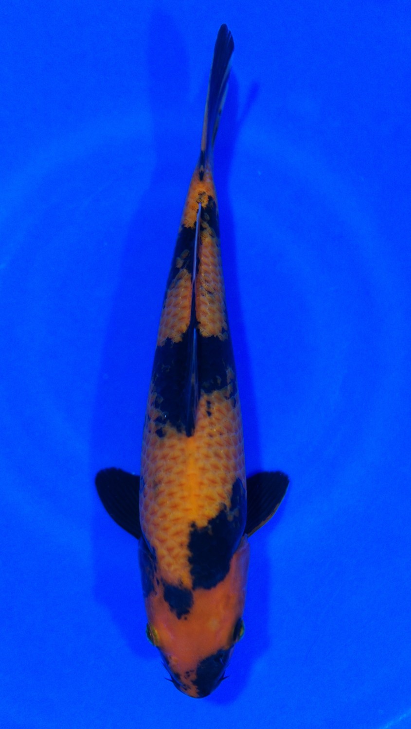 Juara 4