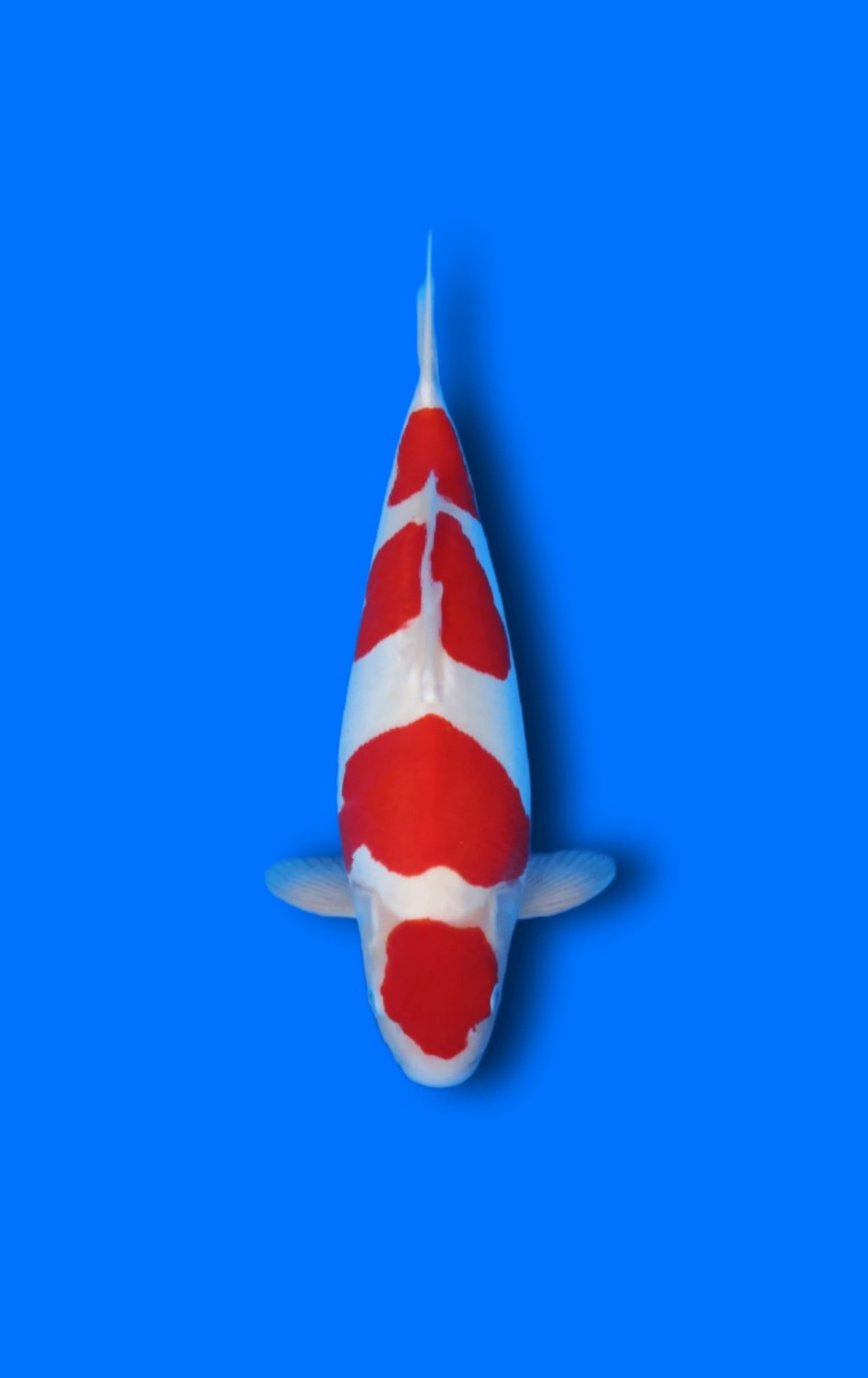 C. Anggrek Prize, 41 - 45 cm