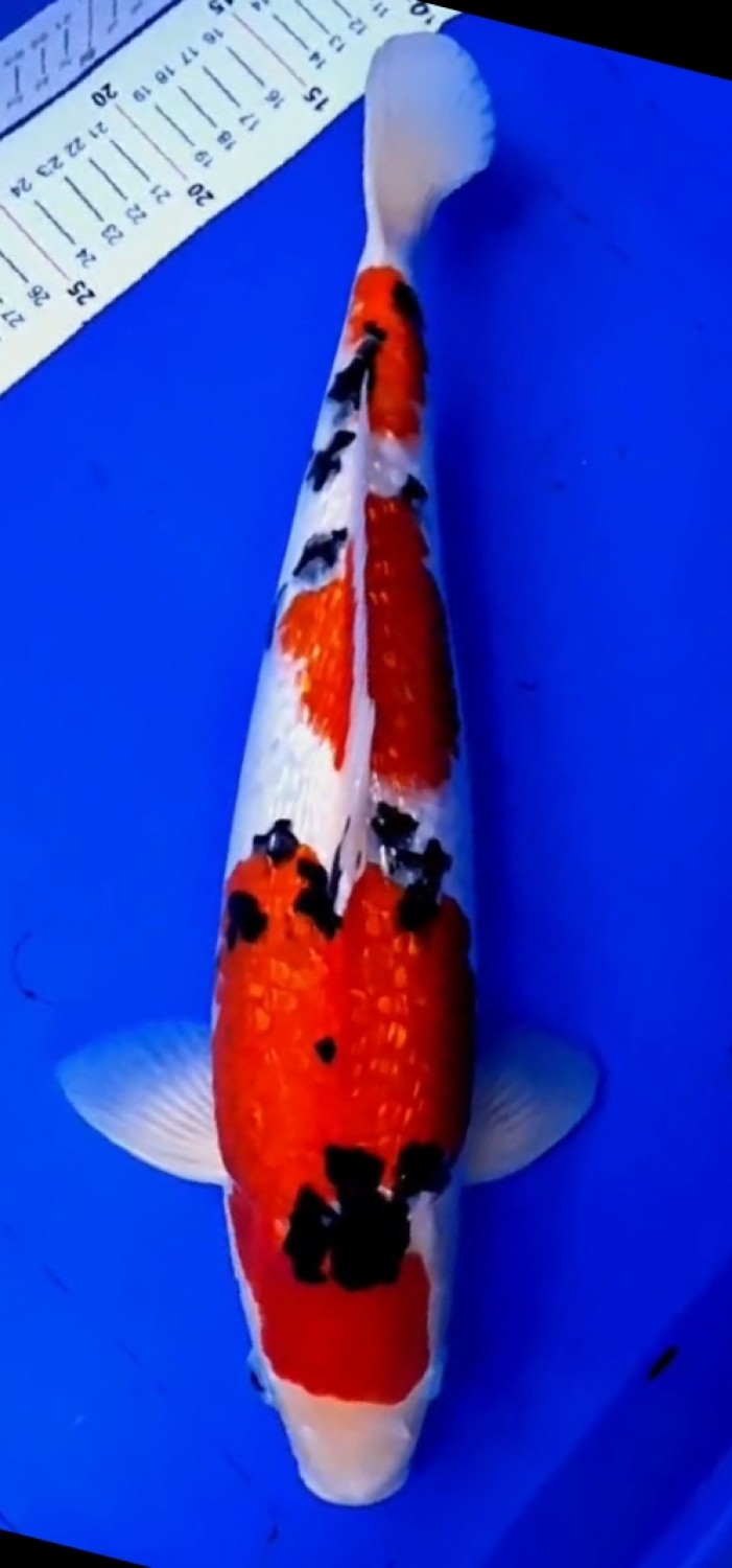 Juara 2