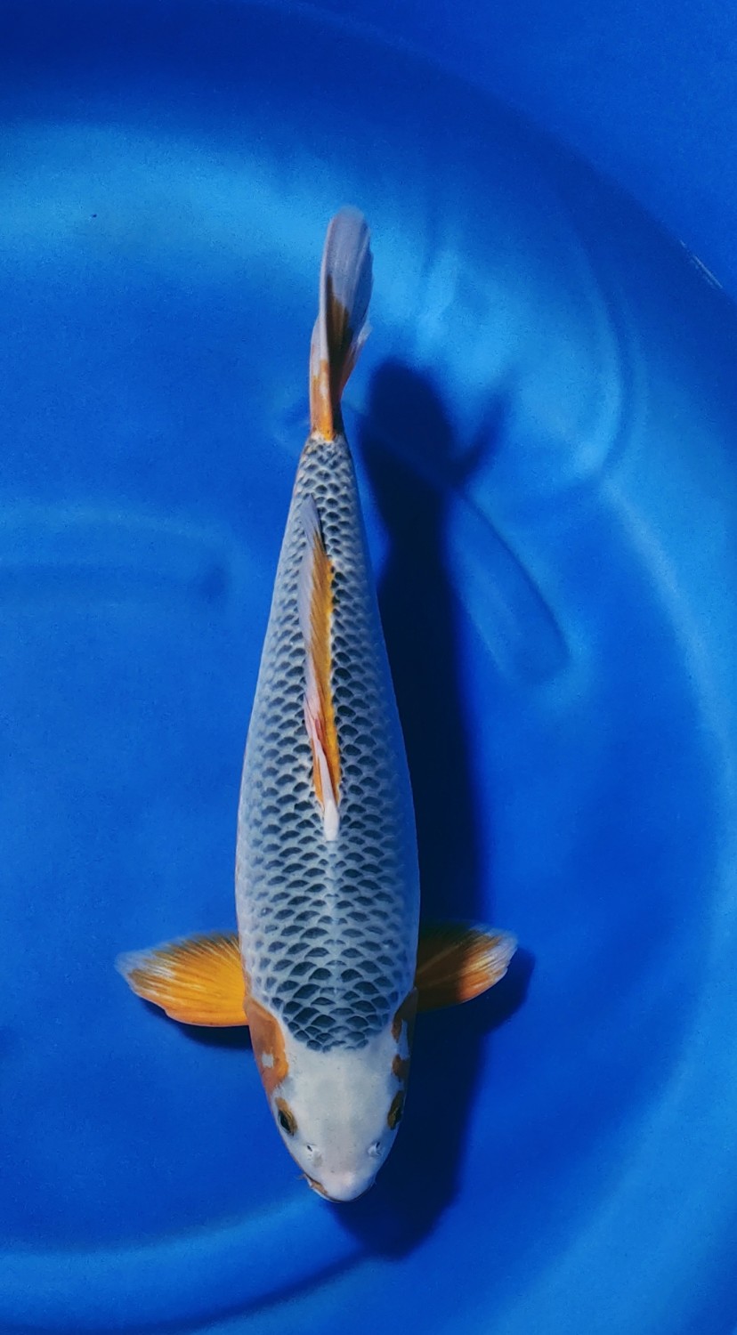 Juara 1