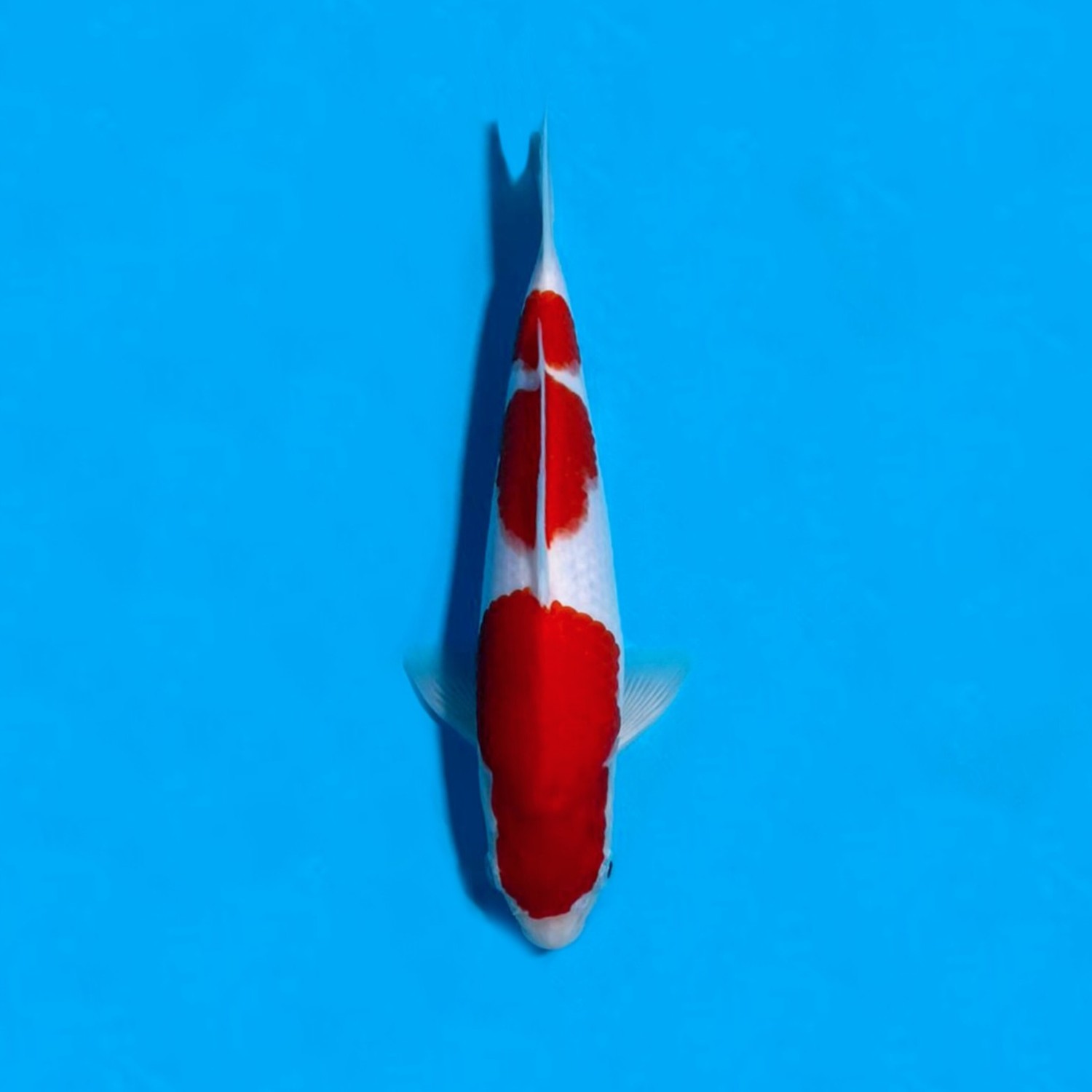A. Best In Size, 21 - 25 cm