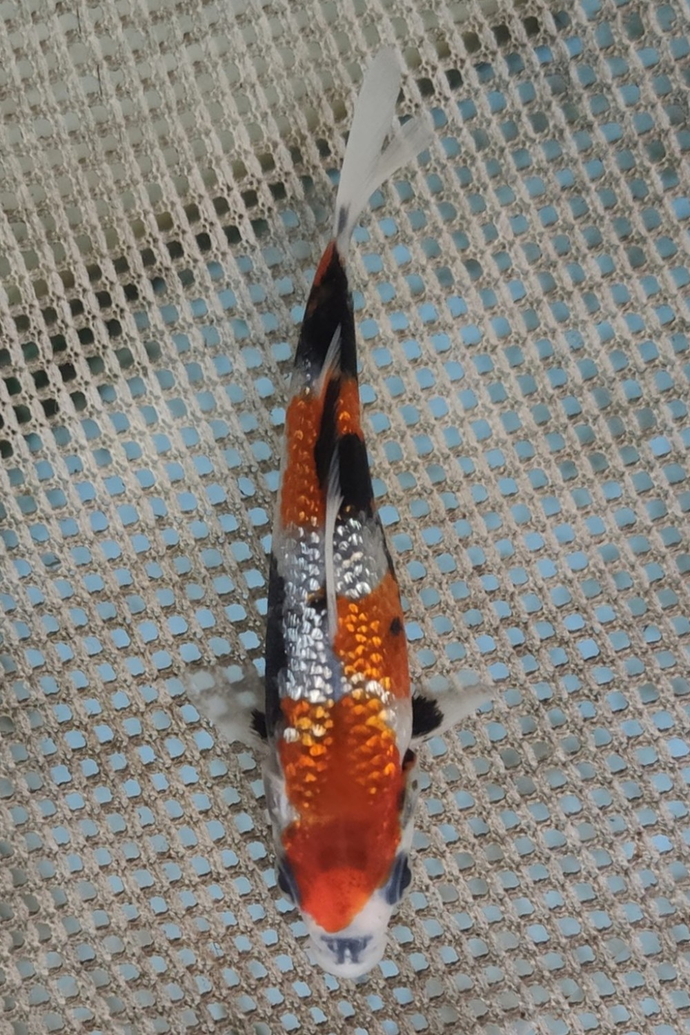 Juara 5