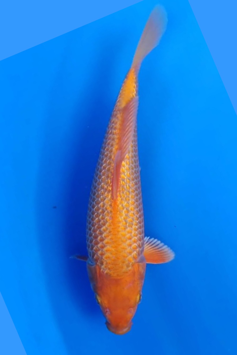 Juara 3