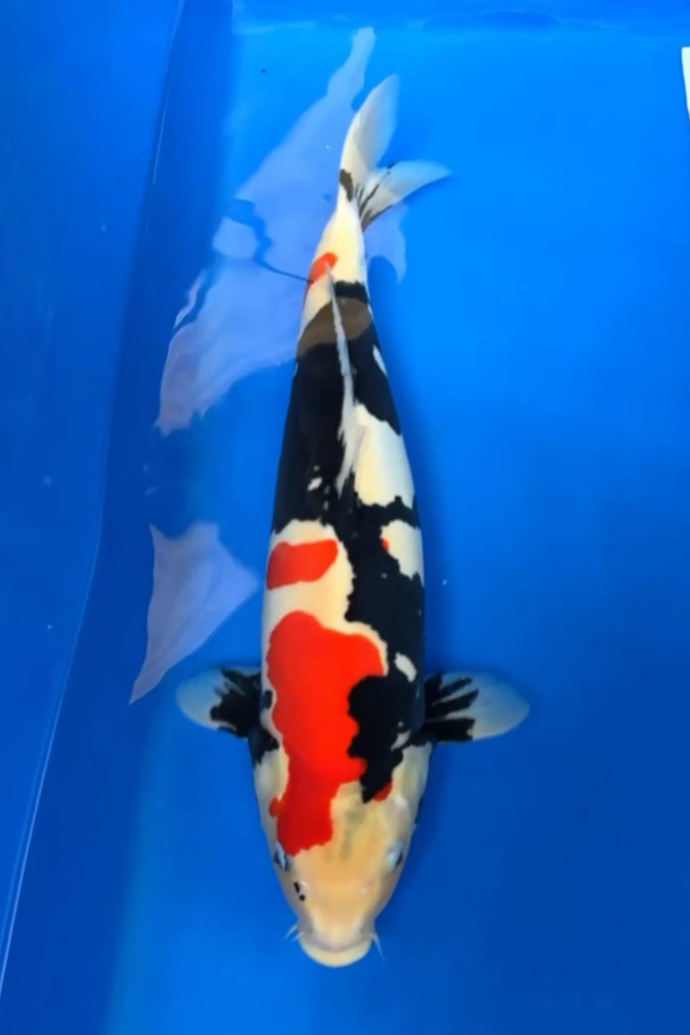 C. Anggrek Prize, 51 - 55 cm