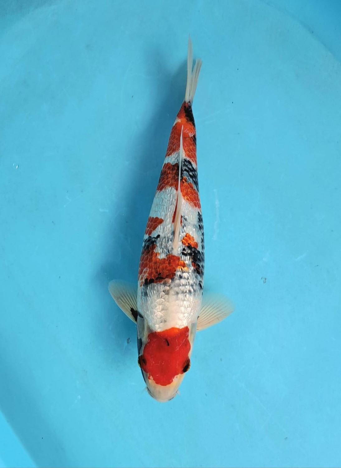 G. Tategoi Young Champion